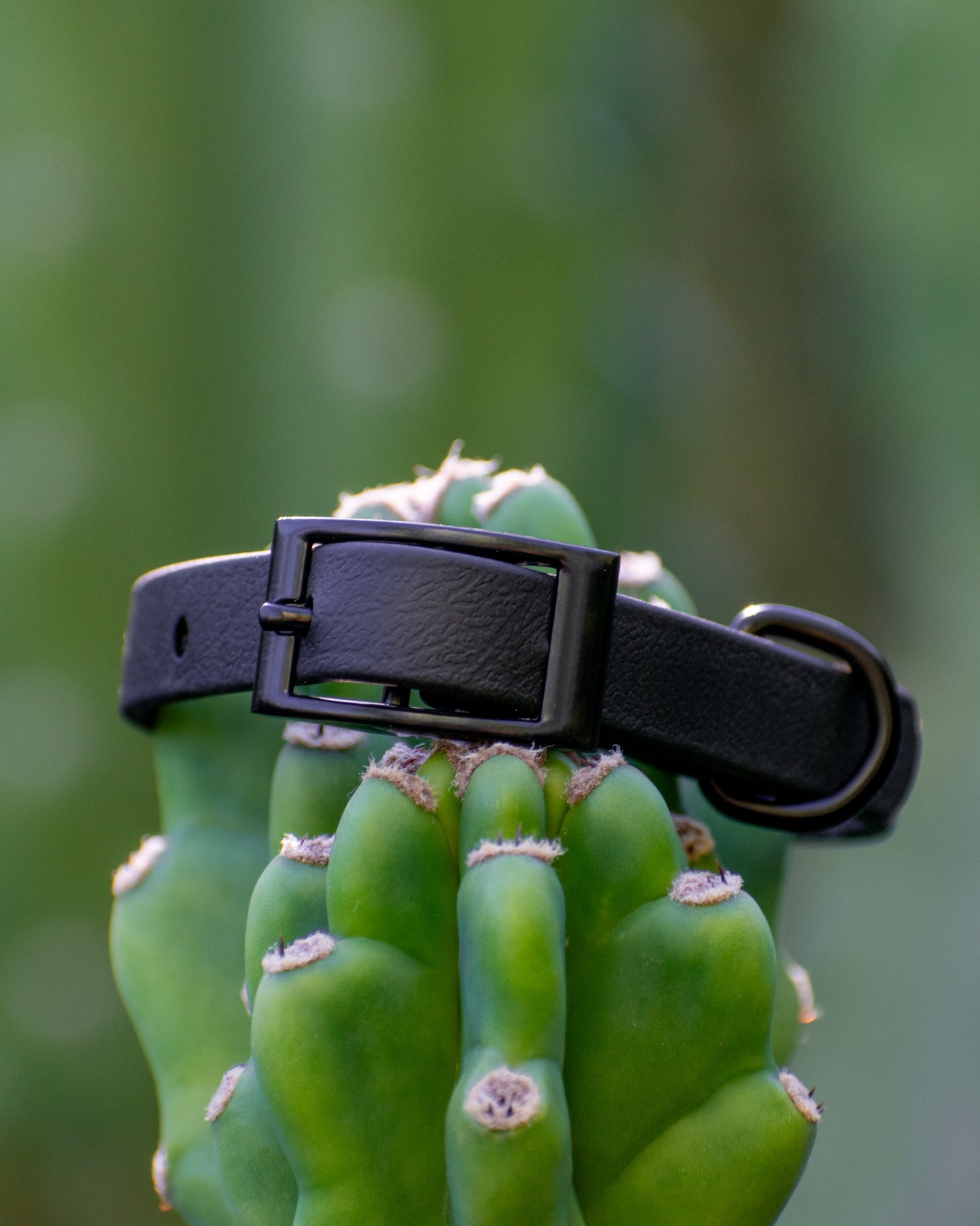 1/2” Explore Collar (X-Small Dogs)