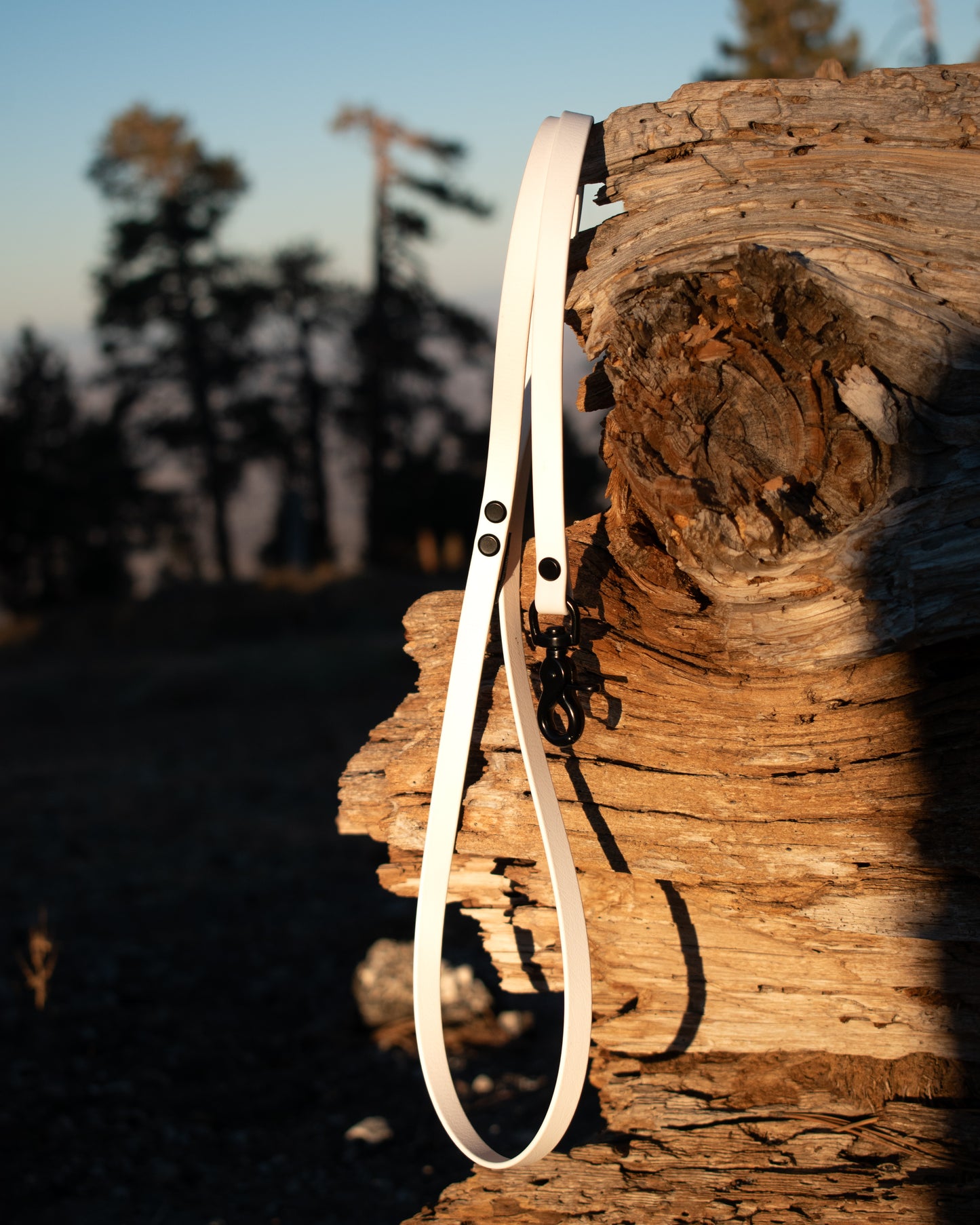 Cat Leash