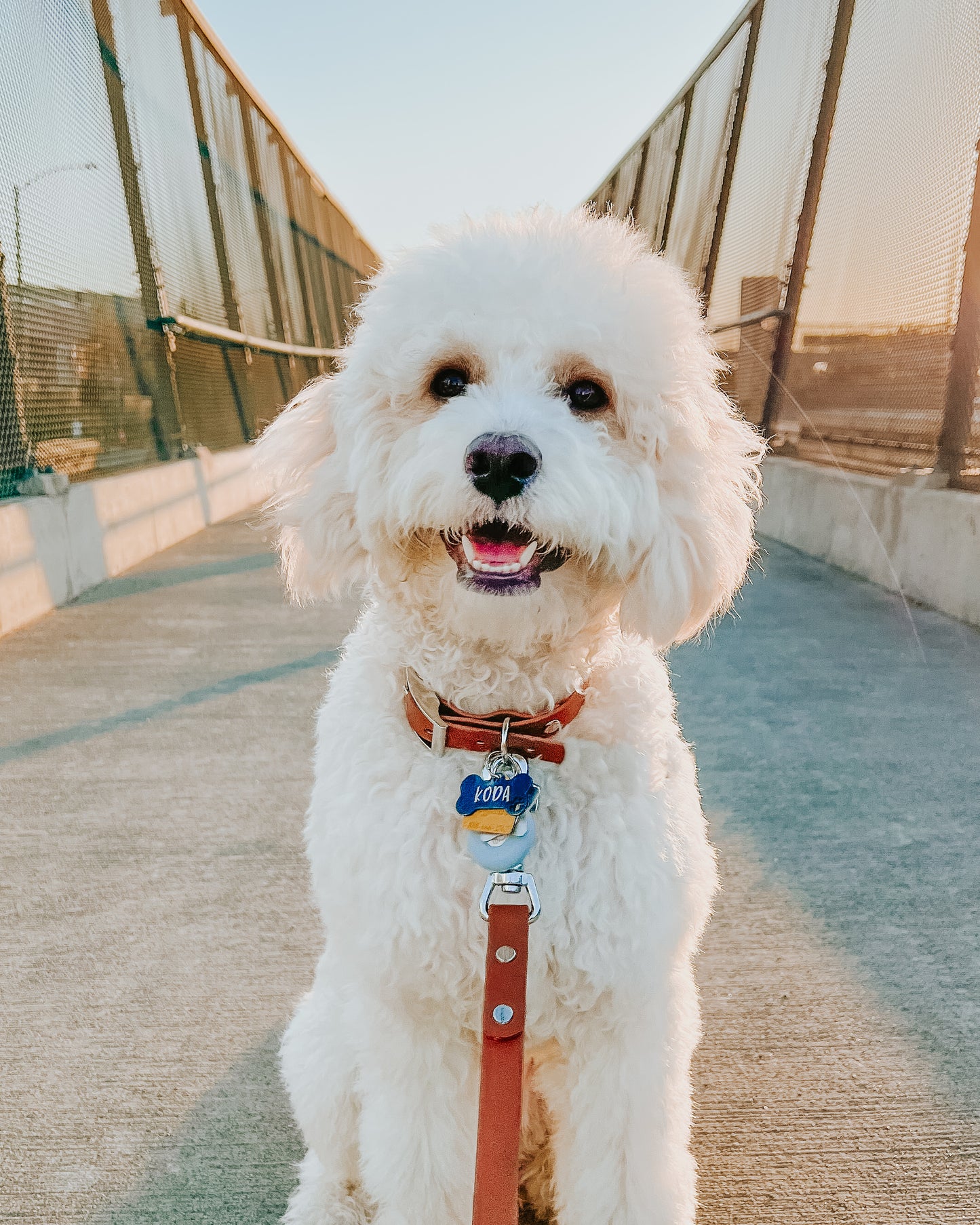 3/4” Explore Collar (Small Dogs)