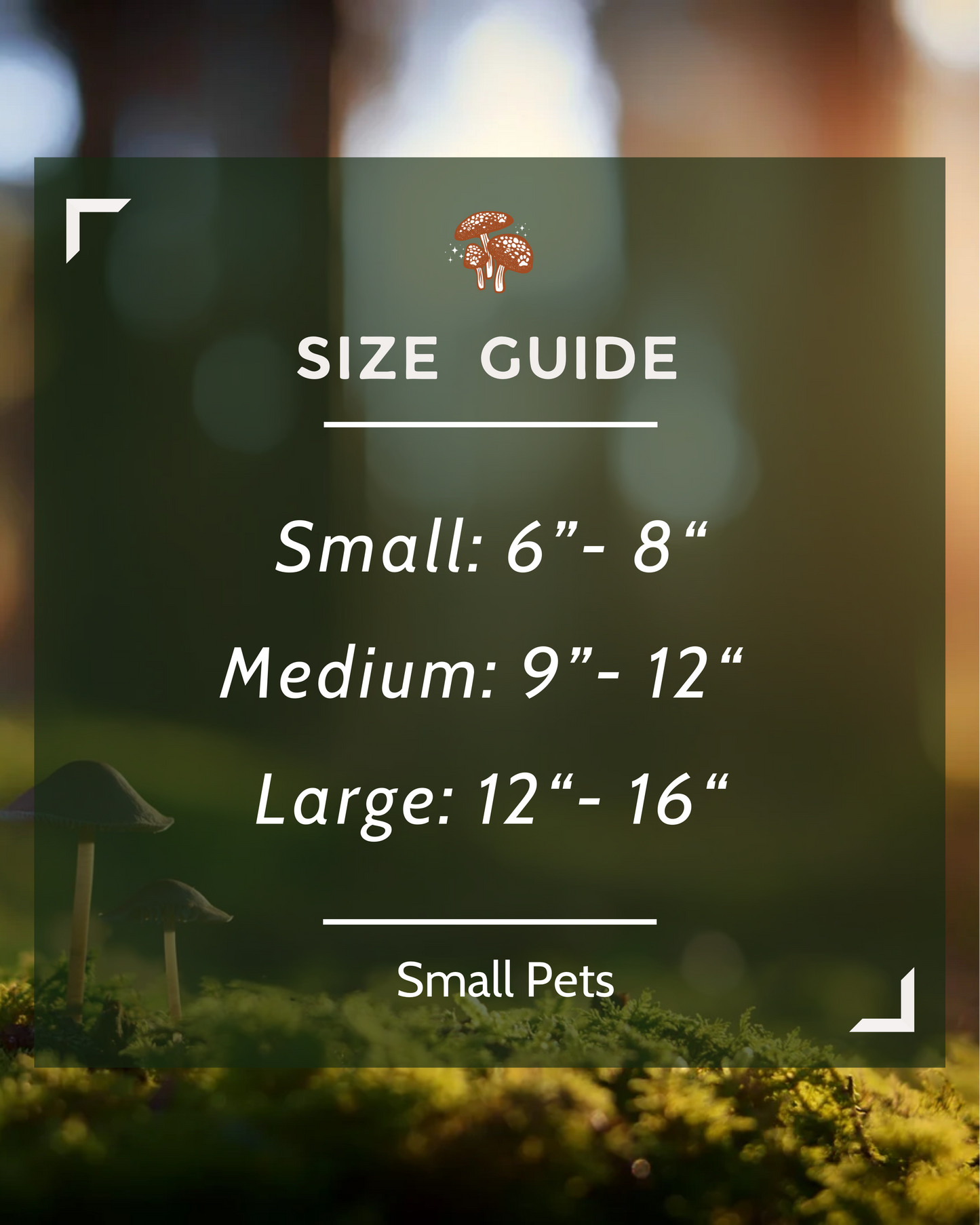 3/4” Explore Collar (Small Dogs)