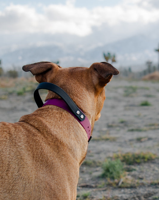 Summit Collar