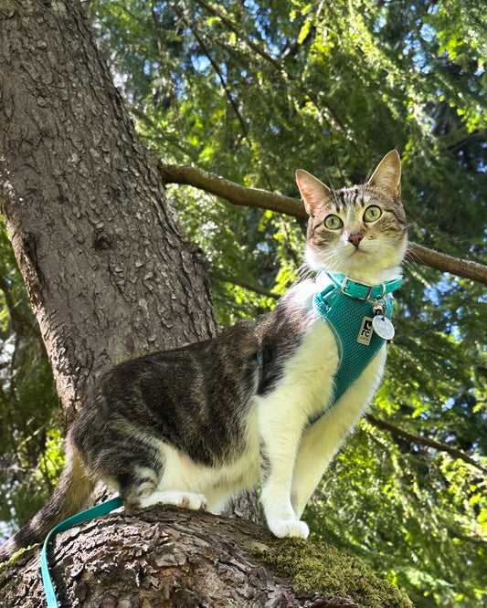 Cat Collar 1/2”