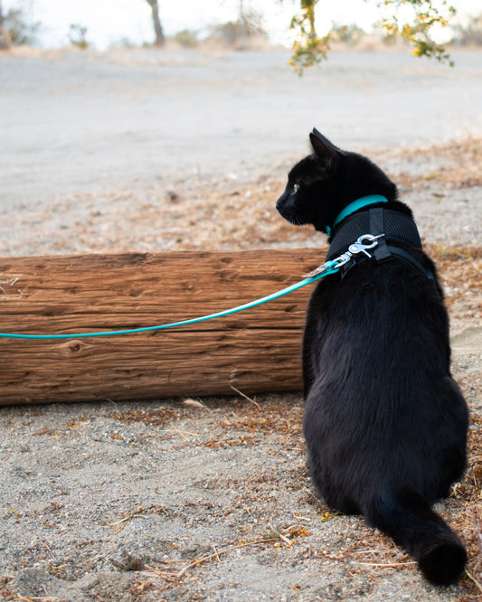 Cat Leash