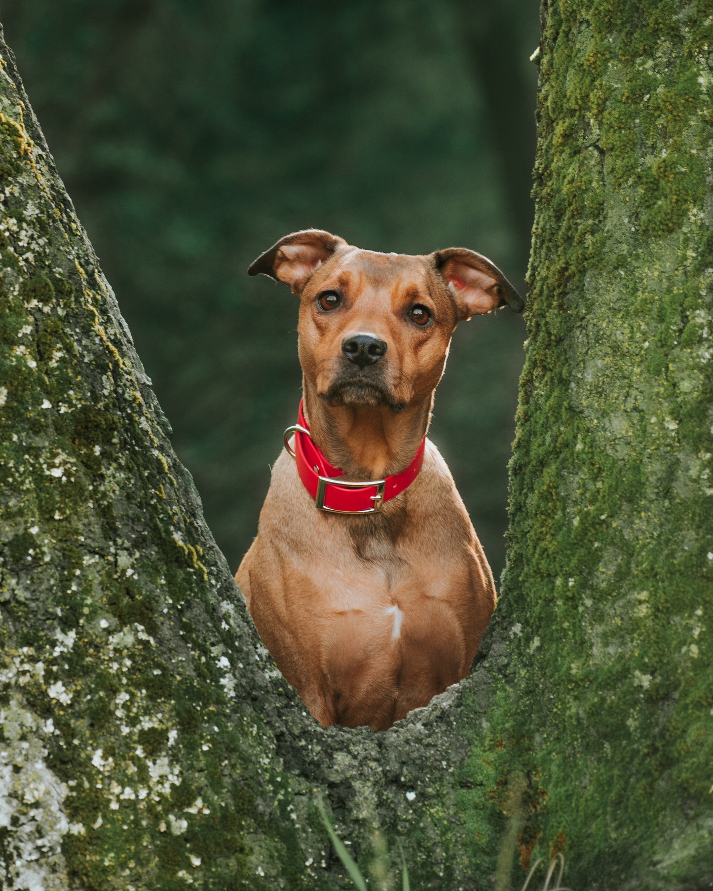 Explore Collar