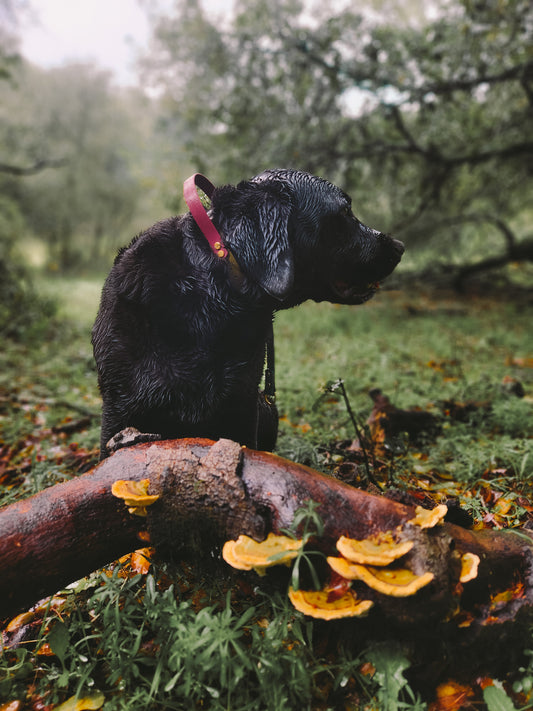 Summit Collar