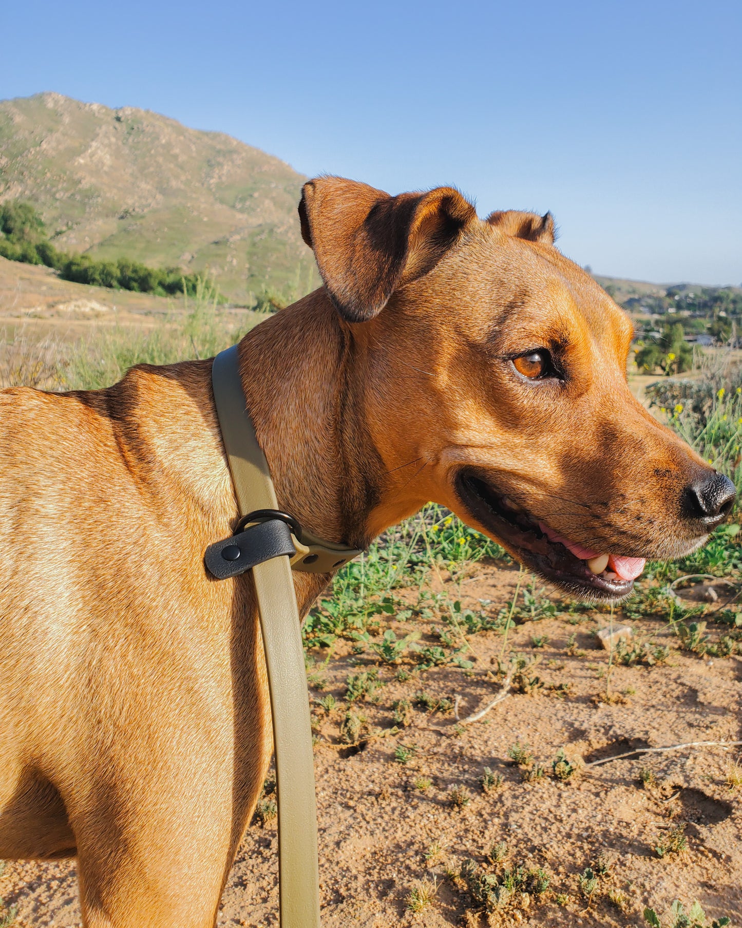 Atlas Slip Leash